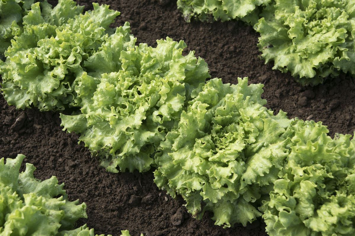 Muir – Organic Lettuce Seed